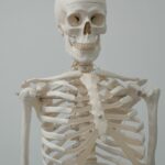 ¿En qué consiste la osteología?