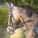 Práctica hípica para principiantes y amantes de los caballos